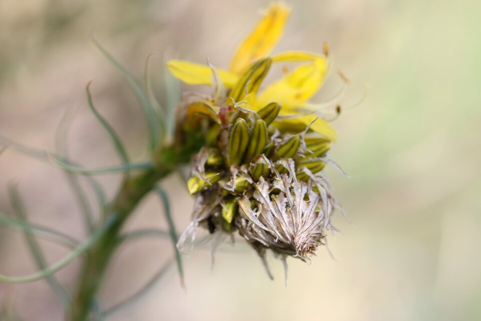 Garden plant flowers