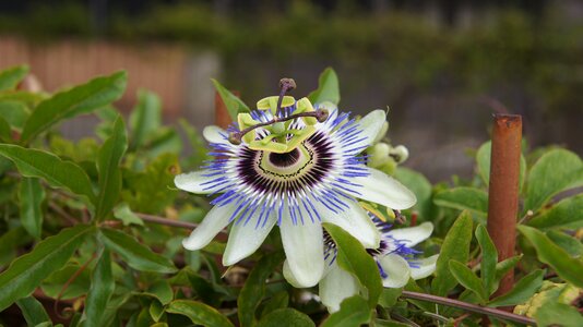 Blossom bloom passion flower plant