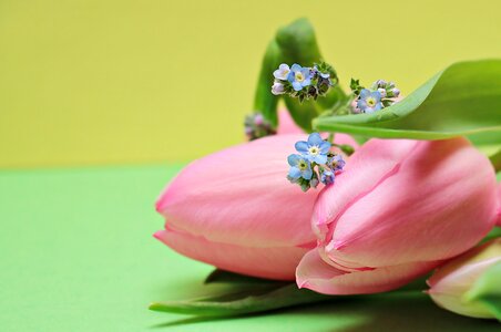 Heart bloom spring
