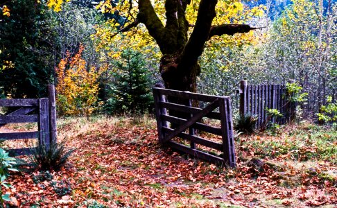 Nature fence gate