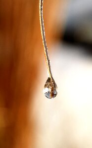 Leaf grass drop of water photo
