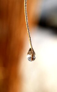 Leaf grass drop of water