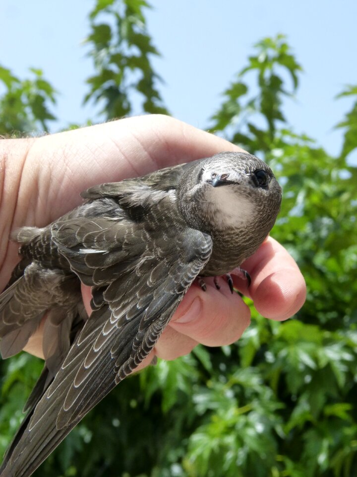 Falzilla chick hand
