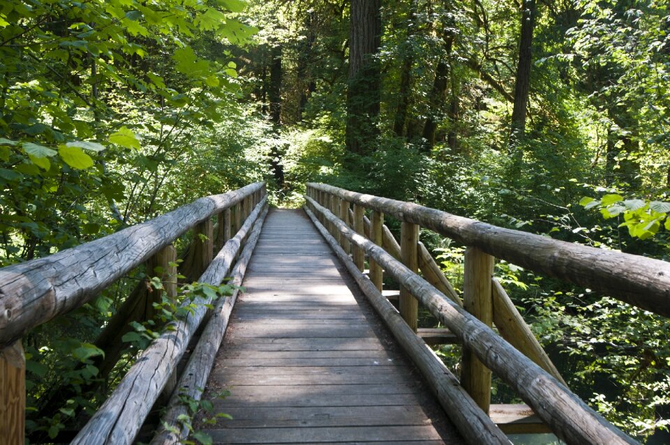 Wooden logs forest