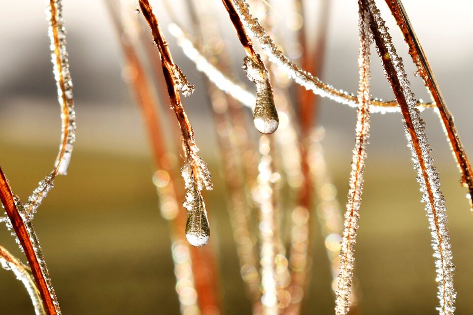 Leaf grass drop of water