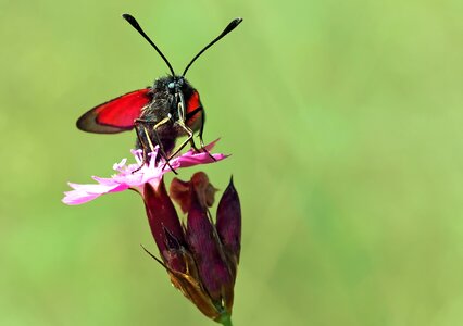 Nature reserve nature red
