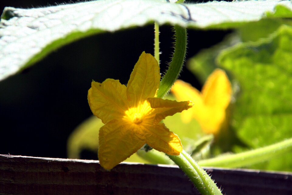 Vegetable bio nature