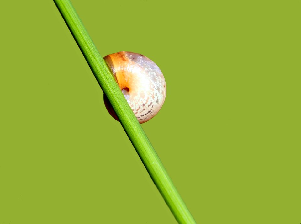 Shell animal reptile