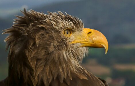 Bill raptor bird