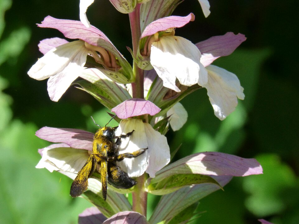 Drone black drone of the wood bumblebee
