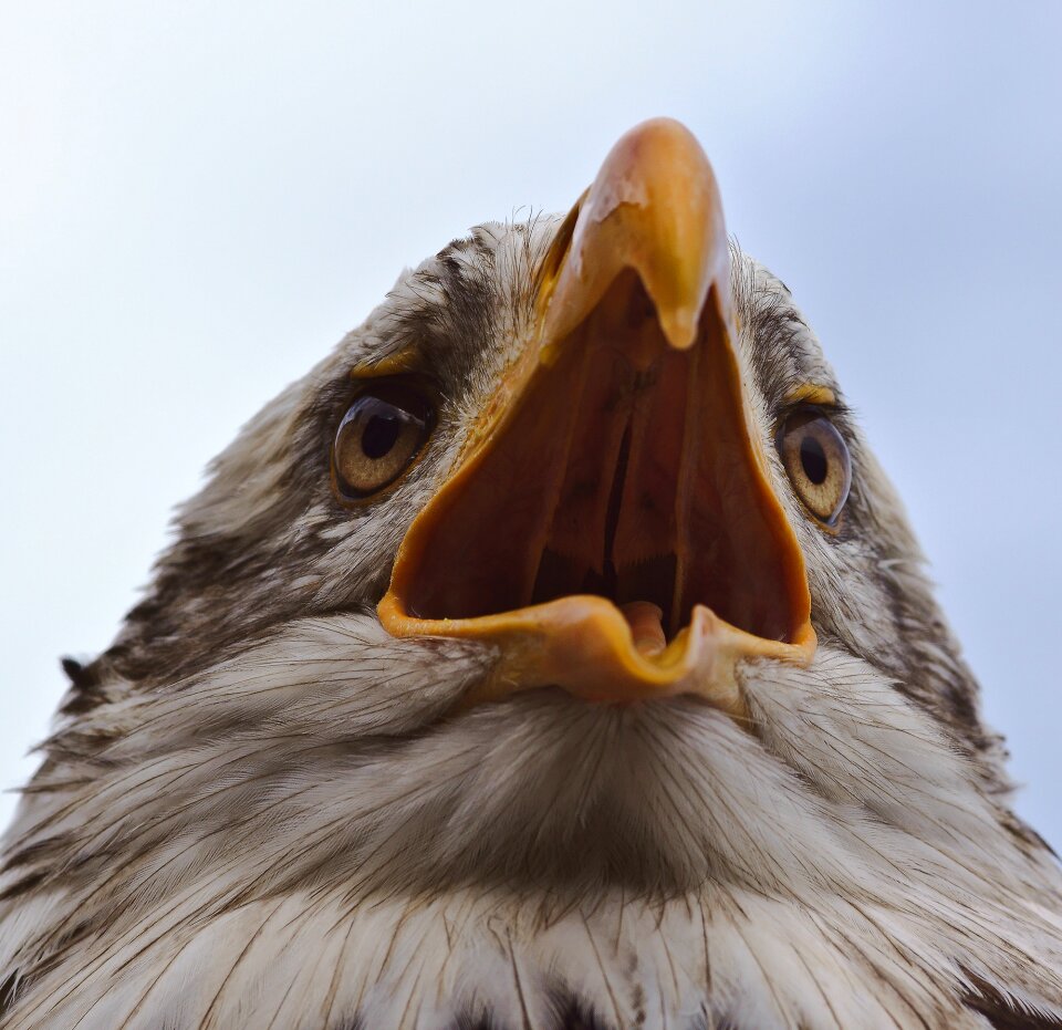Bird of prey white tailed eagle raptor