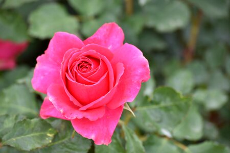 Lijiang rose town flower
