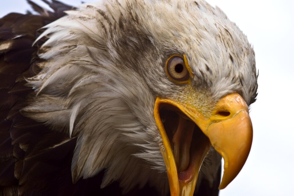 Bird bald-eagle raptor