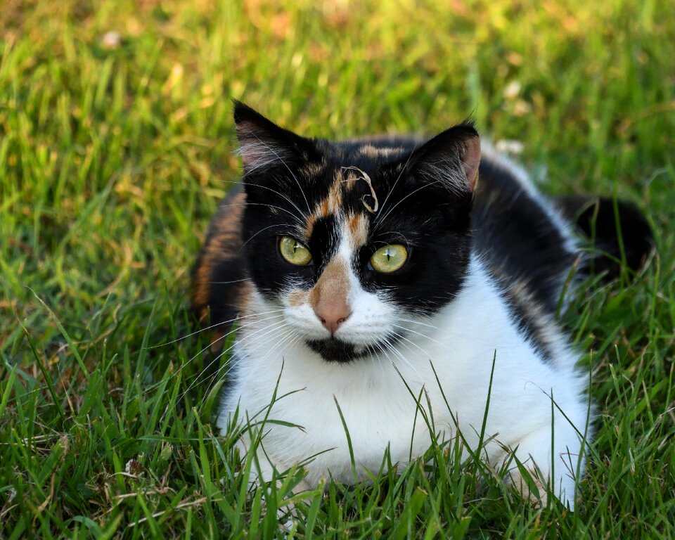 Tricolor grass lying