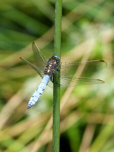 Orthetrum coerulescens wetland stem photo