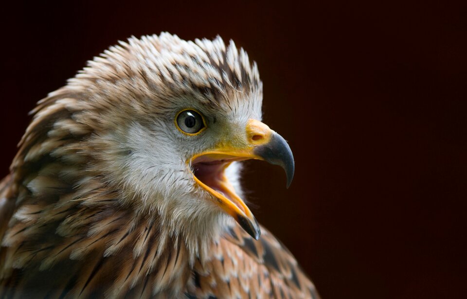 Bird of prey red milan animal