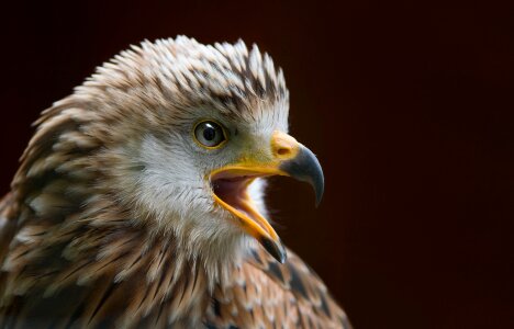 Bird of prey red milan animal