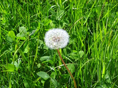 Seeds plant flower
