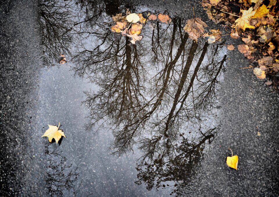 Autumn nature trees