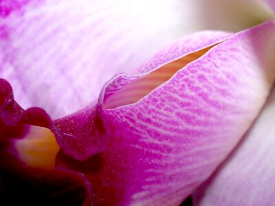 Violet flora growth photo