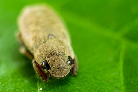Small bug beetle