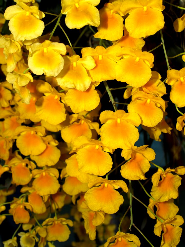 Violet flora growth