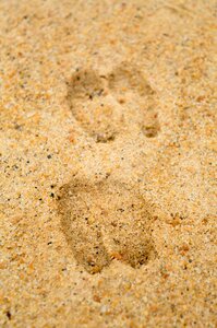 Hoof tracks footprints
