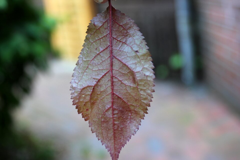 Macro close up plant