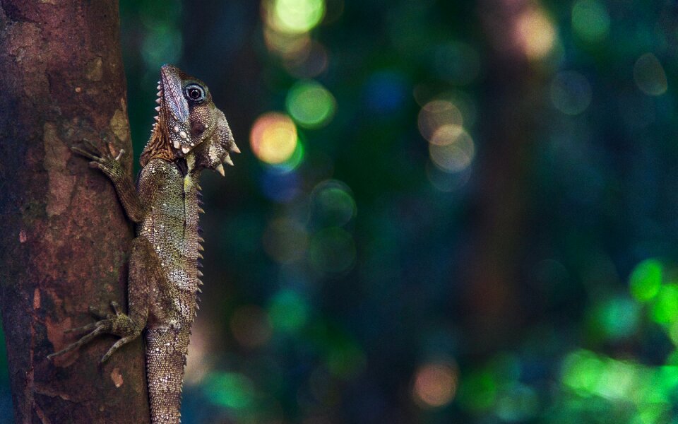 Madagascar climb nature