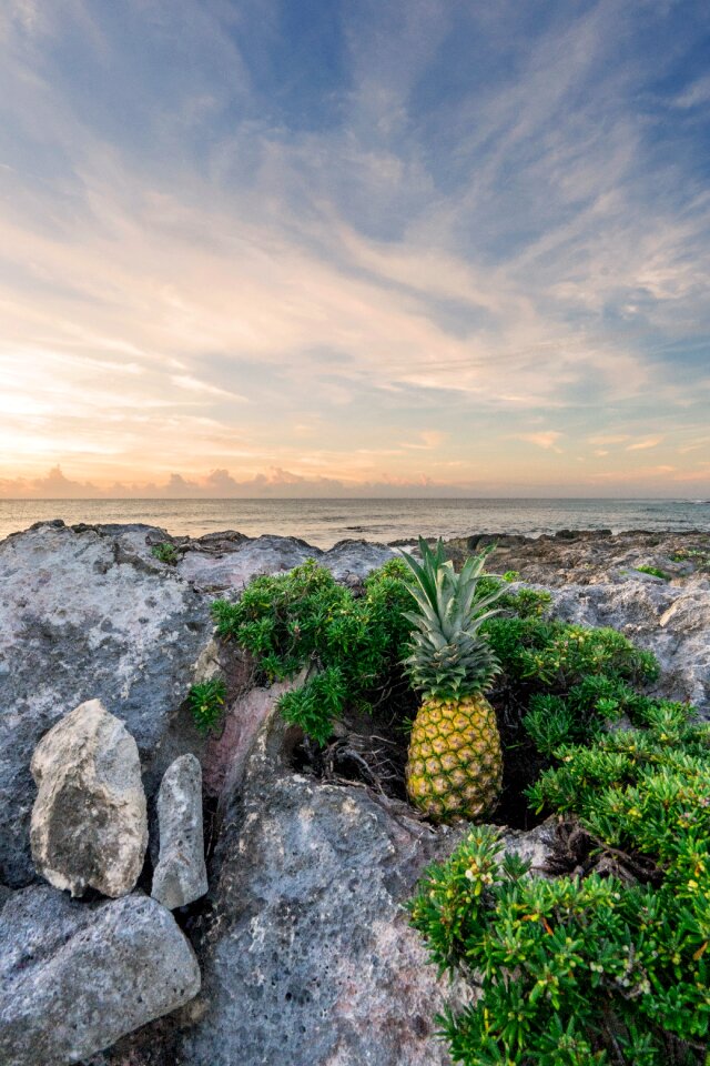 Fruit tropical beach