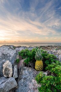 Fruit tropical beach photo