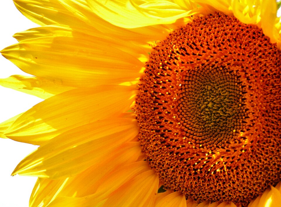 Blossom bloom yellow