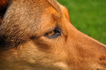 Eye close up pet