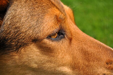 Eye close up pet photo