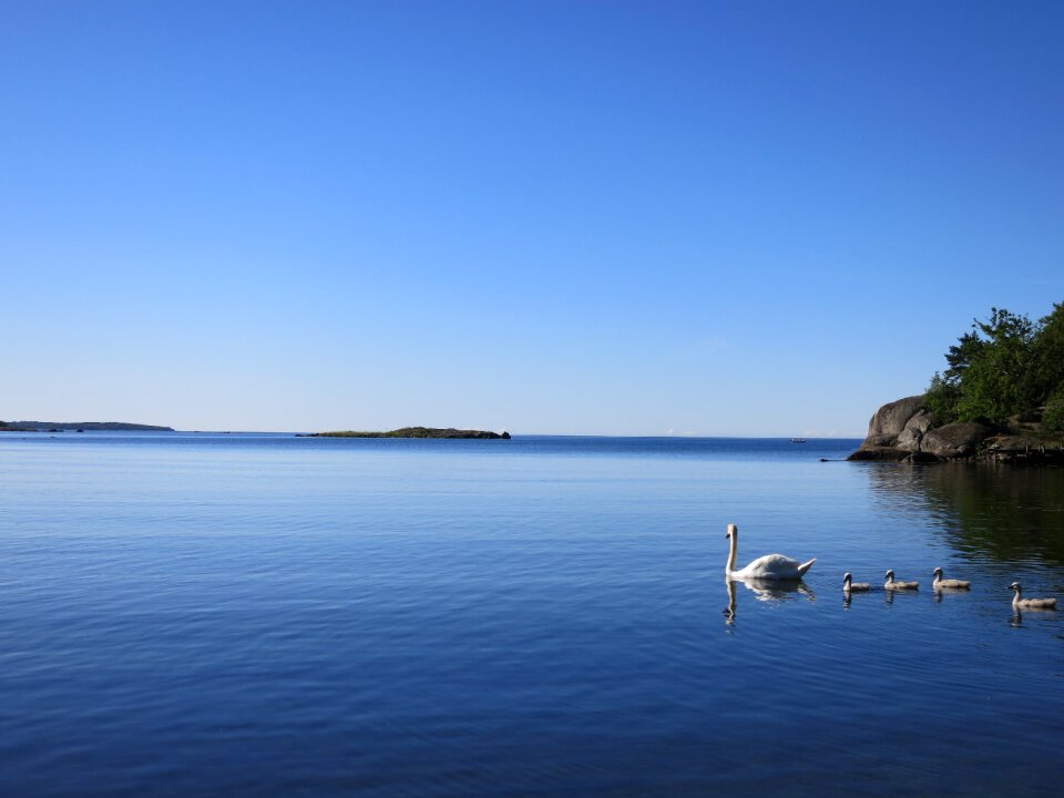 Family waterfowl fauna