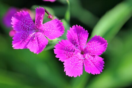 Violet flowers blooming macro