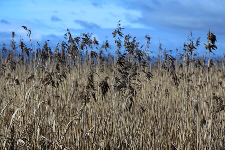 Crop farm grass