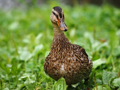 Grass nature animal photo