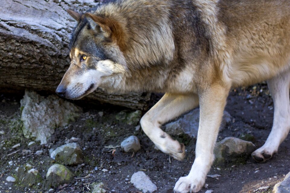 Profile portrait european wolf