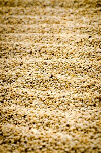 Coffee coffee drying guatemala coffee photo