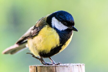 Animals fauna nature