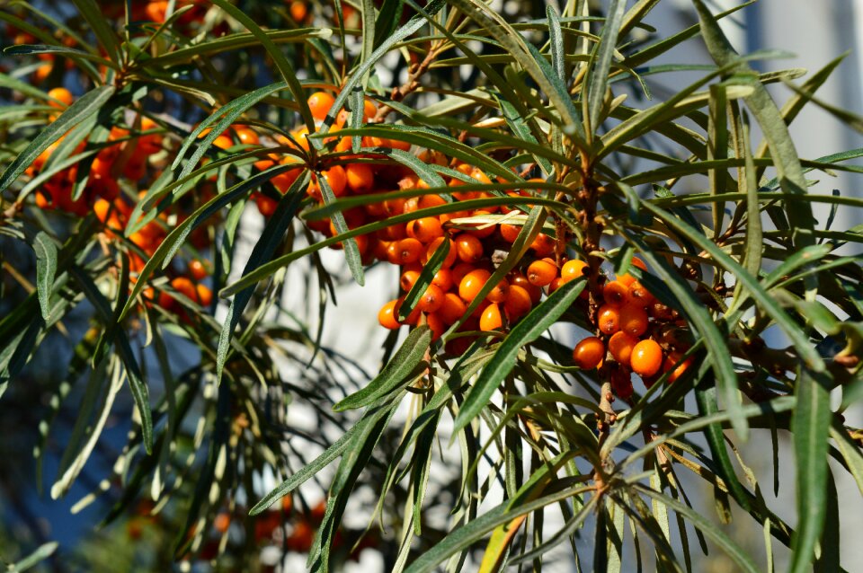 A lot closeup sea ​​buckthorn