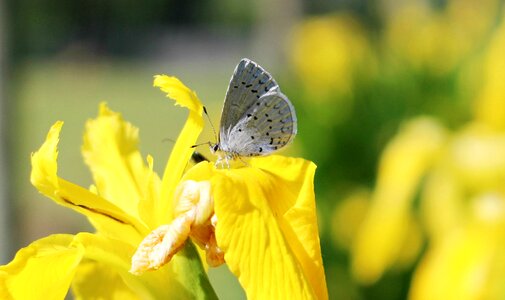 Summer yellow wildlife