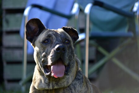 Pets dog friend