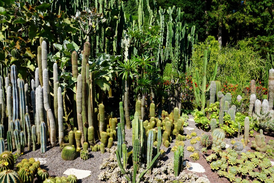 Plant botanical garden überlingen