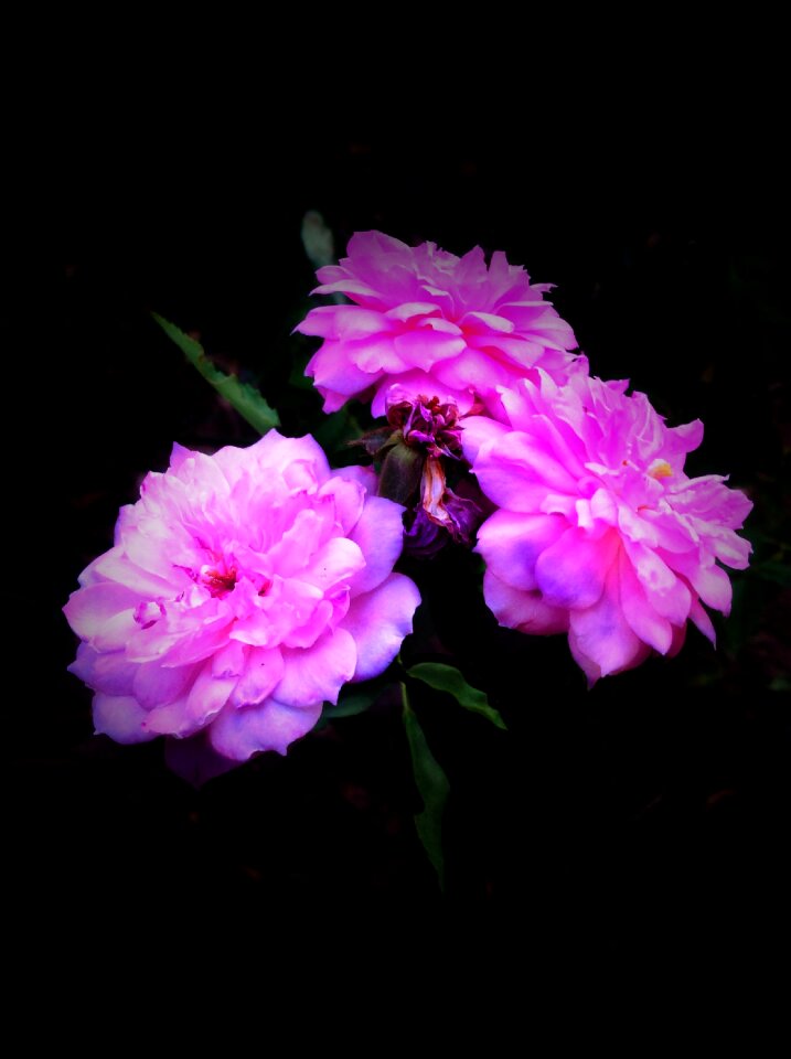 Plants black background photoshop
