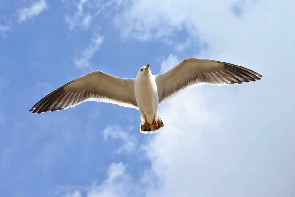 Sea gull seagull seabird