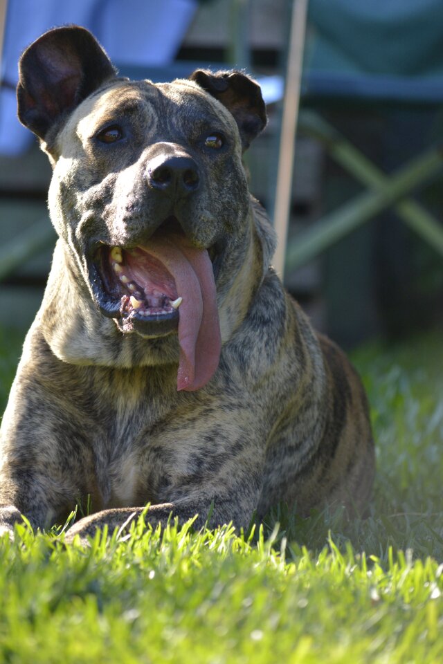Pets dog profile dog