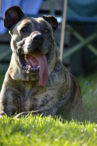 Pets dog profile dog