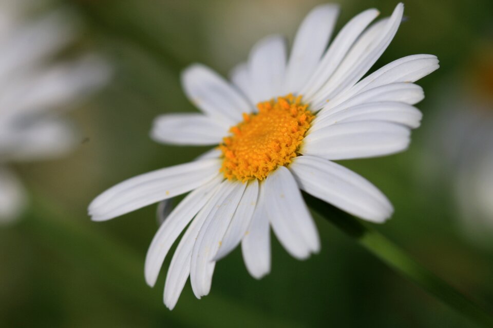 Plant nature flowers